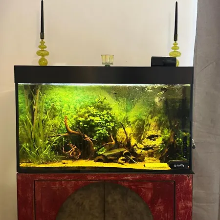 Beim Goldenen Dackel -atelierhaus Im Hof Ubach-Palenberg